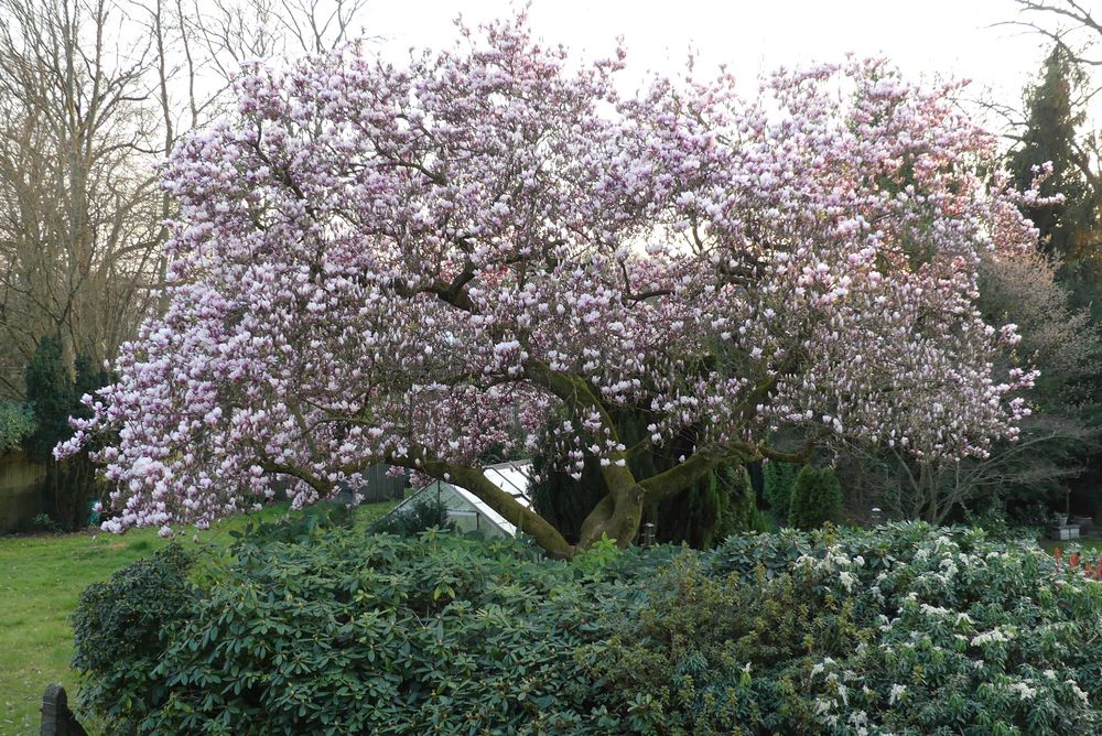 Unser Magnolienbaum steht jetzt in voller Blüte (1)