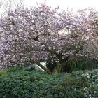 Unser Magnolienbaum steht jetzt in voller Blüte (1)
