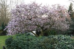 Unser Magnolienbaum steht jetzt in voller Blüte (1)