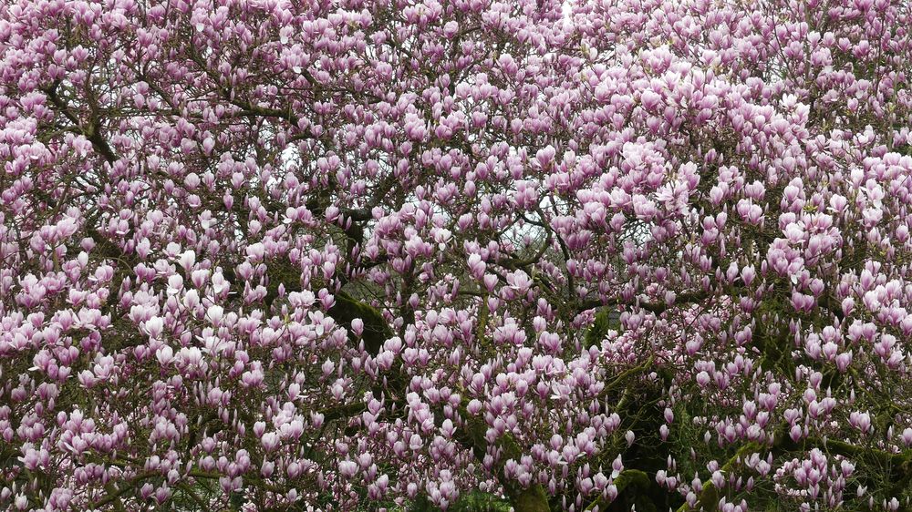 Unser Magnolienbaum steht jetzt in voller Blüte (2) ...
