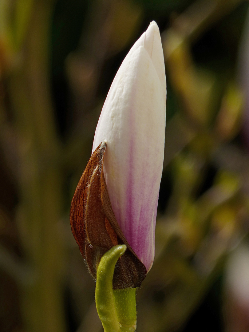 Unser Magnolienbaum.....01