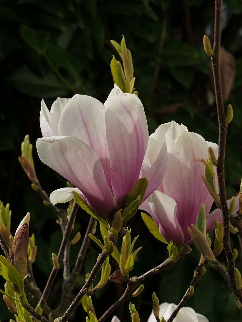 Unser Magnolienbaum...02