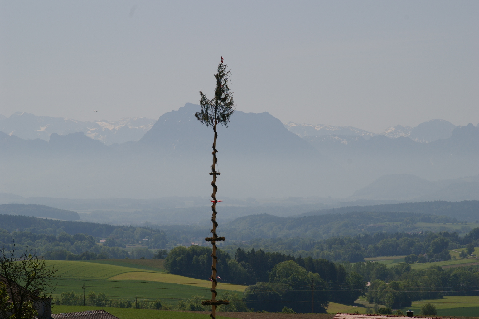 Unser Maibaum war größer als der Traunstein (1691Meter)