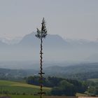 Unser Maibaum war größer als der Traunstein (1691Meter)