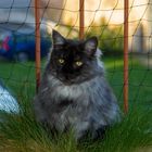 Unser Main Coon Kater Cairo 