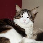 Unser Main Coon Kater1