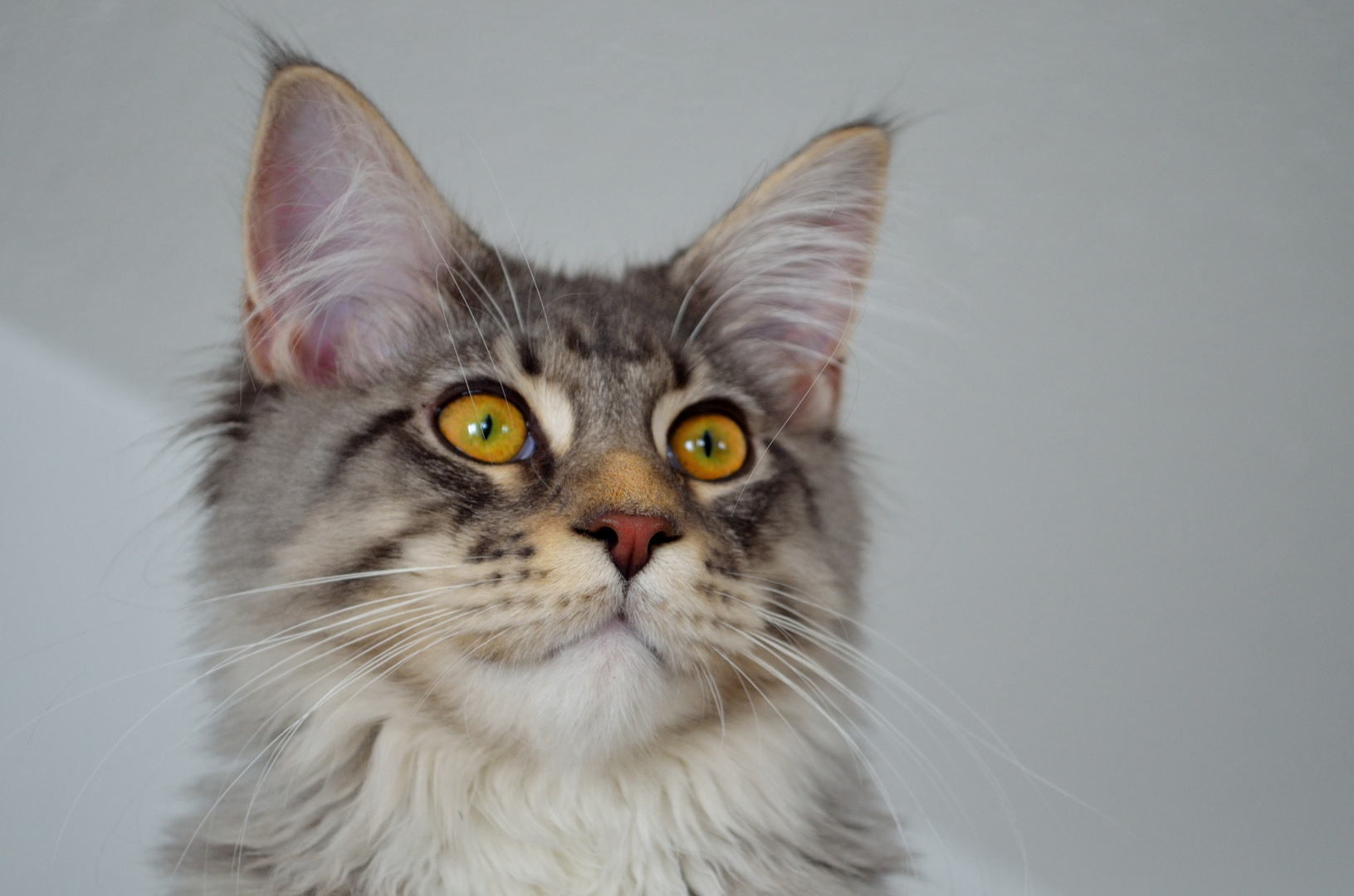 Unser Maine Coon Kater Nino........