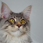 Unser Maine Coon Kater Nino........