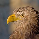 Unser majestätischer Wappenvogel