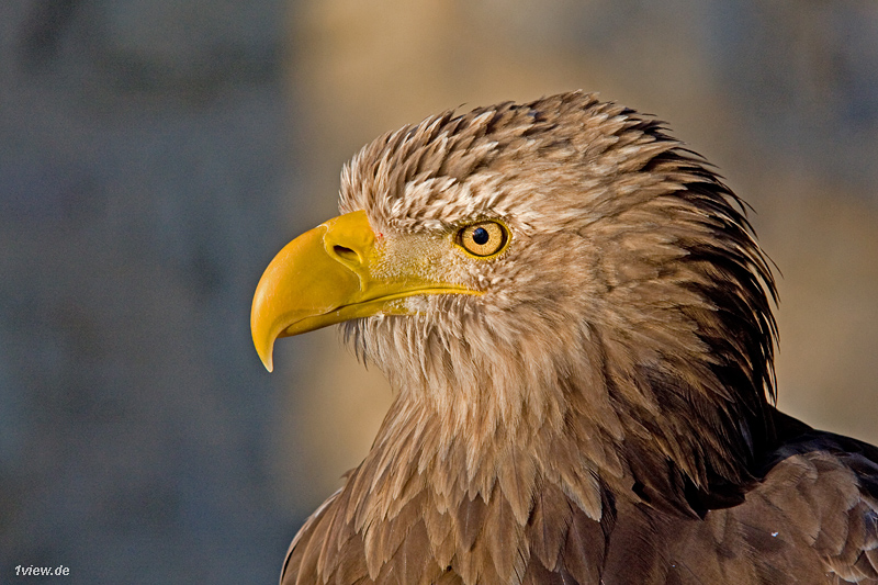 Unser majestätischer Wappenvogel