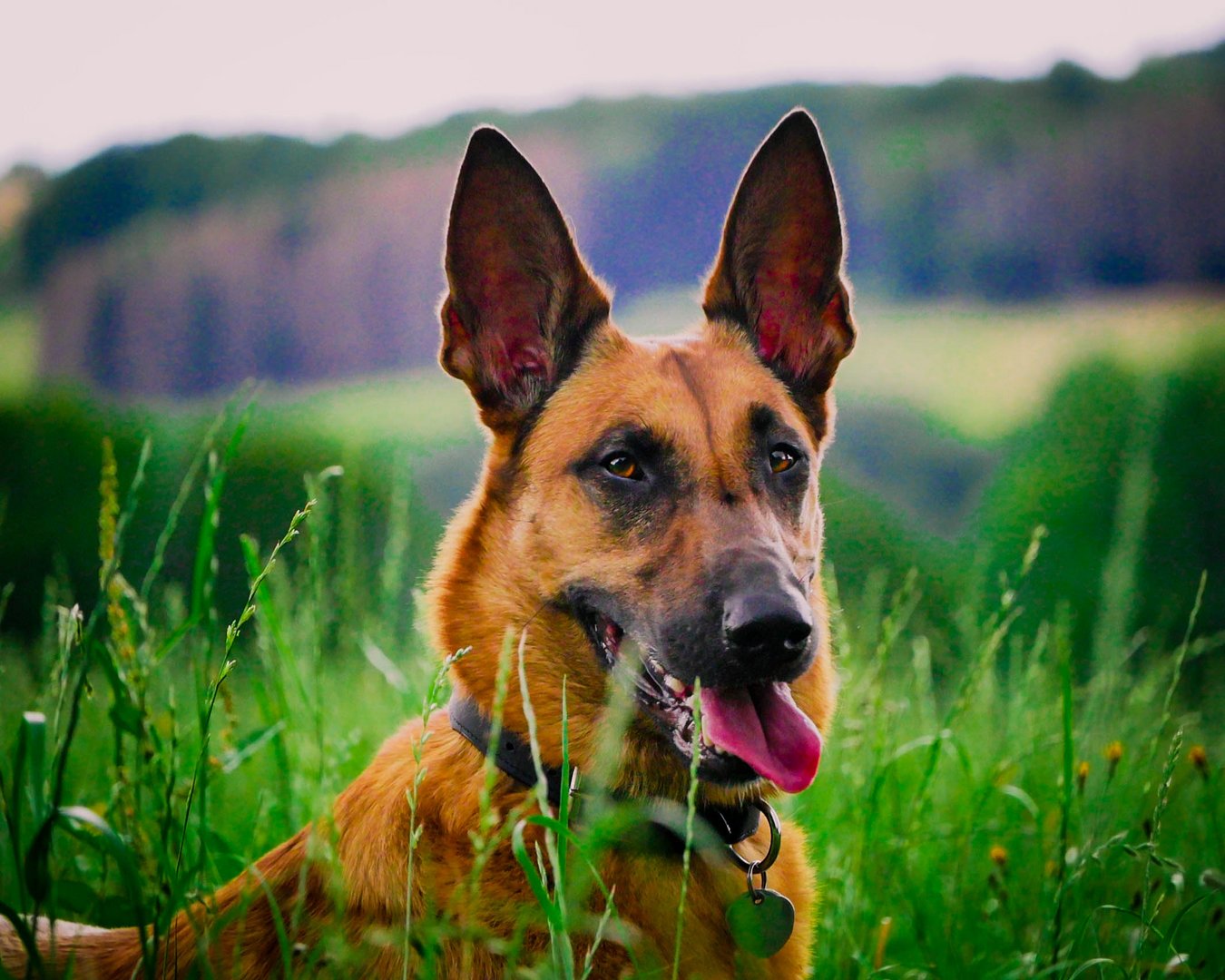 Unser Malinois Sheera