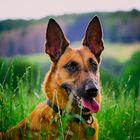 Unser Malinois Sheera