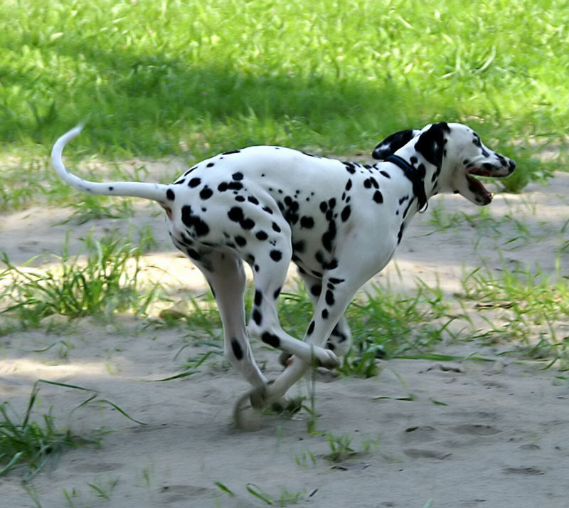 Unser Merlin in Action