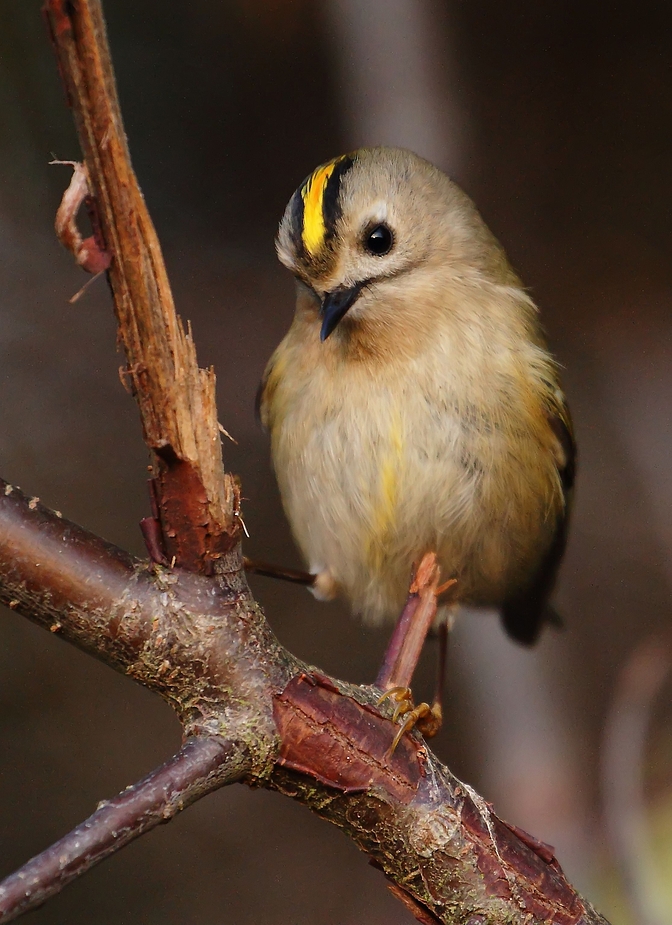 Unser Mini-Singvogel