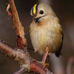 Unser Mini-Singvogel