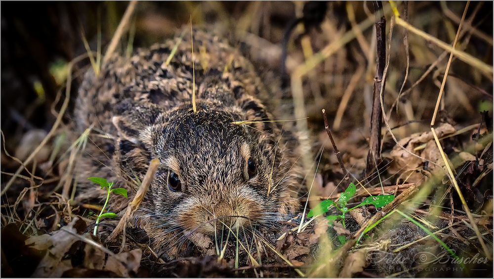 Unser "Minihase"