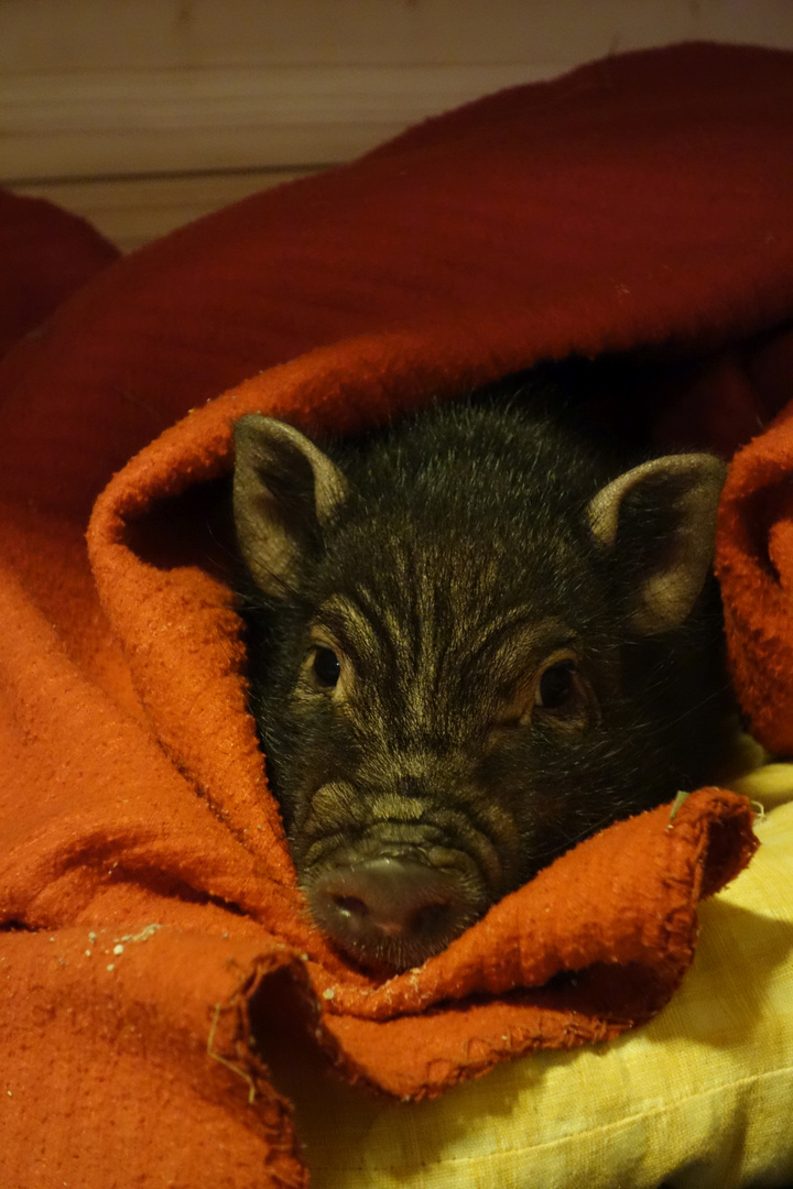 Unser Minischwein "Queenie"