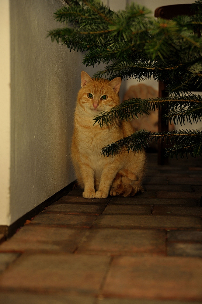 Unser Mink beim Baumbeschnuppern...