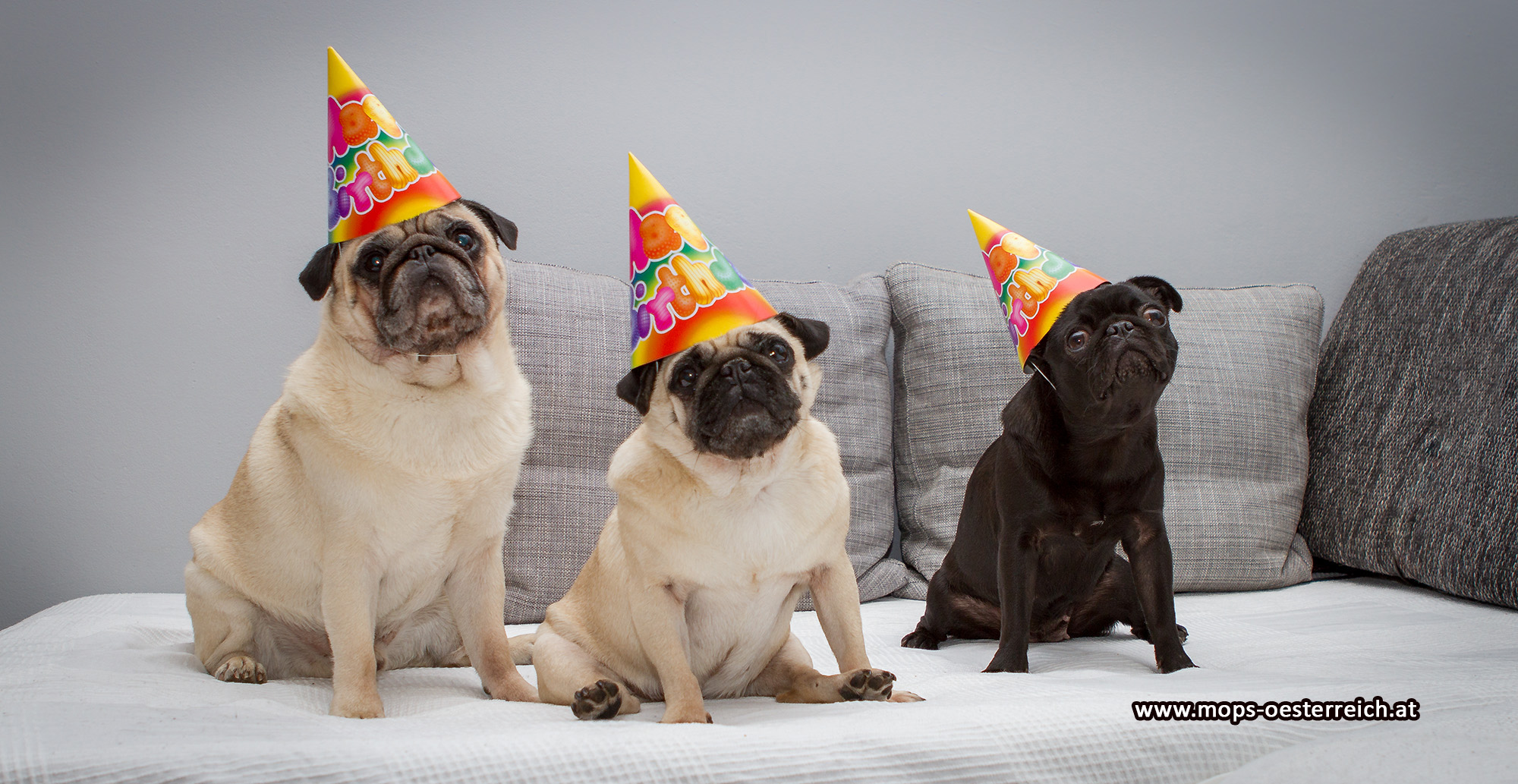 Unser Möpse haben heute Geburtstag gefeiert von meiner Frau.