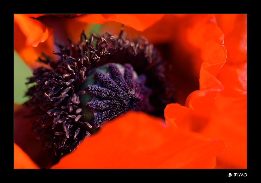 unser Mohn.....