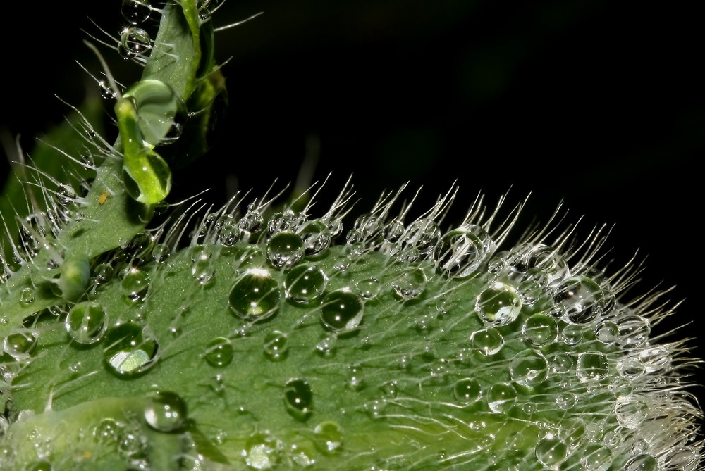 Unser Mohn ist noch nicht rot