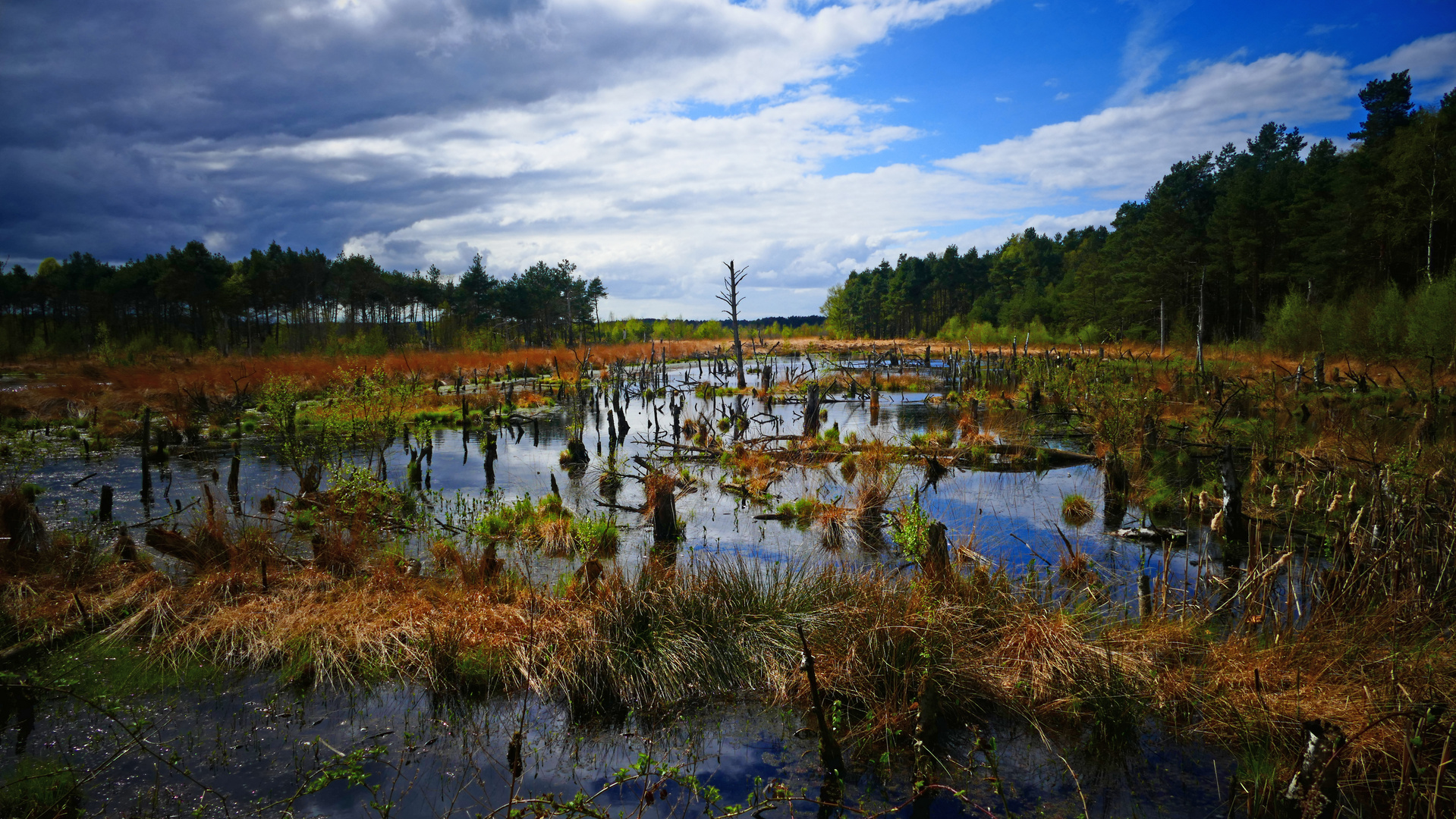 Unser Moor am Steinhuder Meer