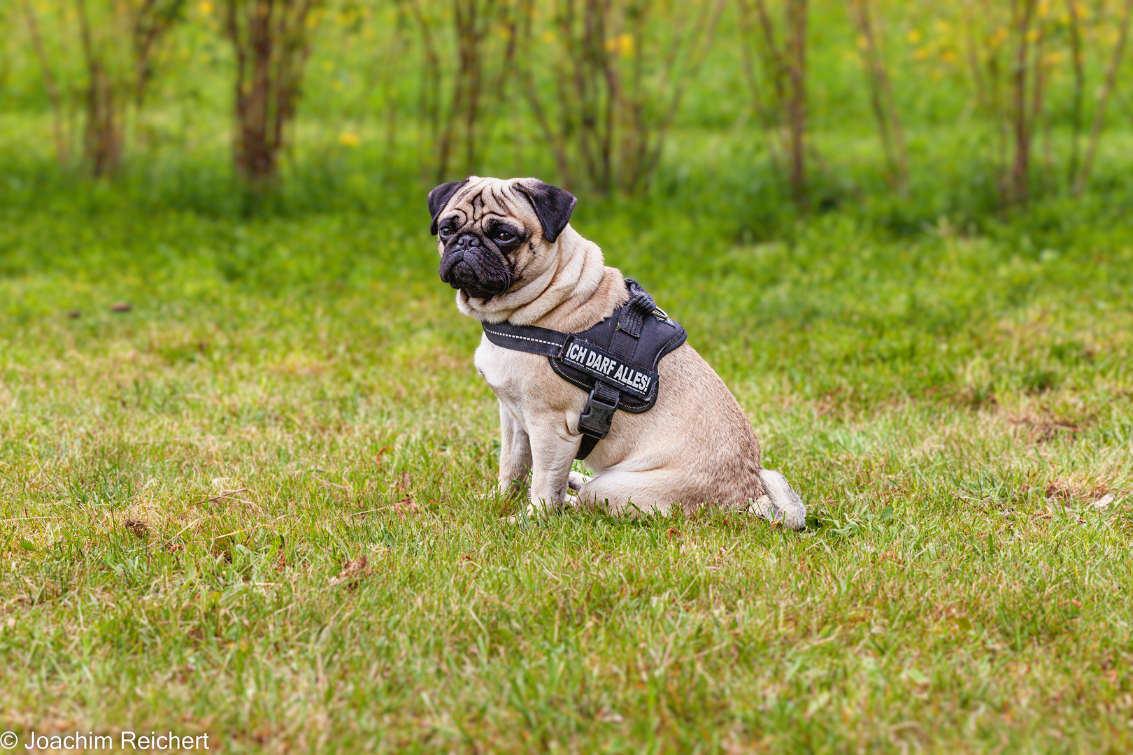 Unser Mops im Grünen