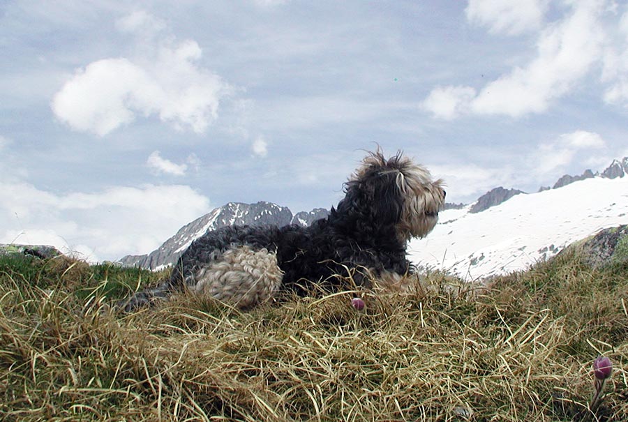 unser Murmeltierhund