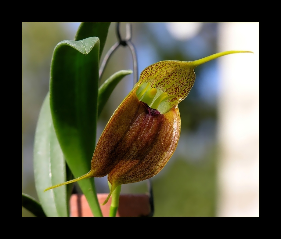 Unser Nachbar, der Blumenfreund, ...