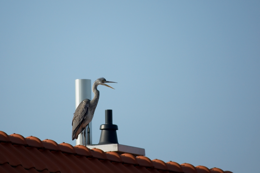 Unser Nachbar hat einen Vogel