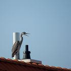 Unser Nachbar hat einen Vogel