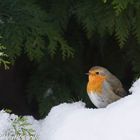 unser Nachbar im Garten