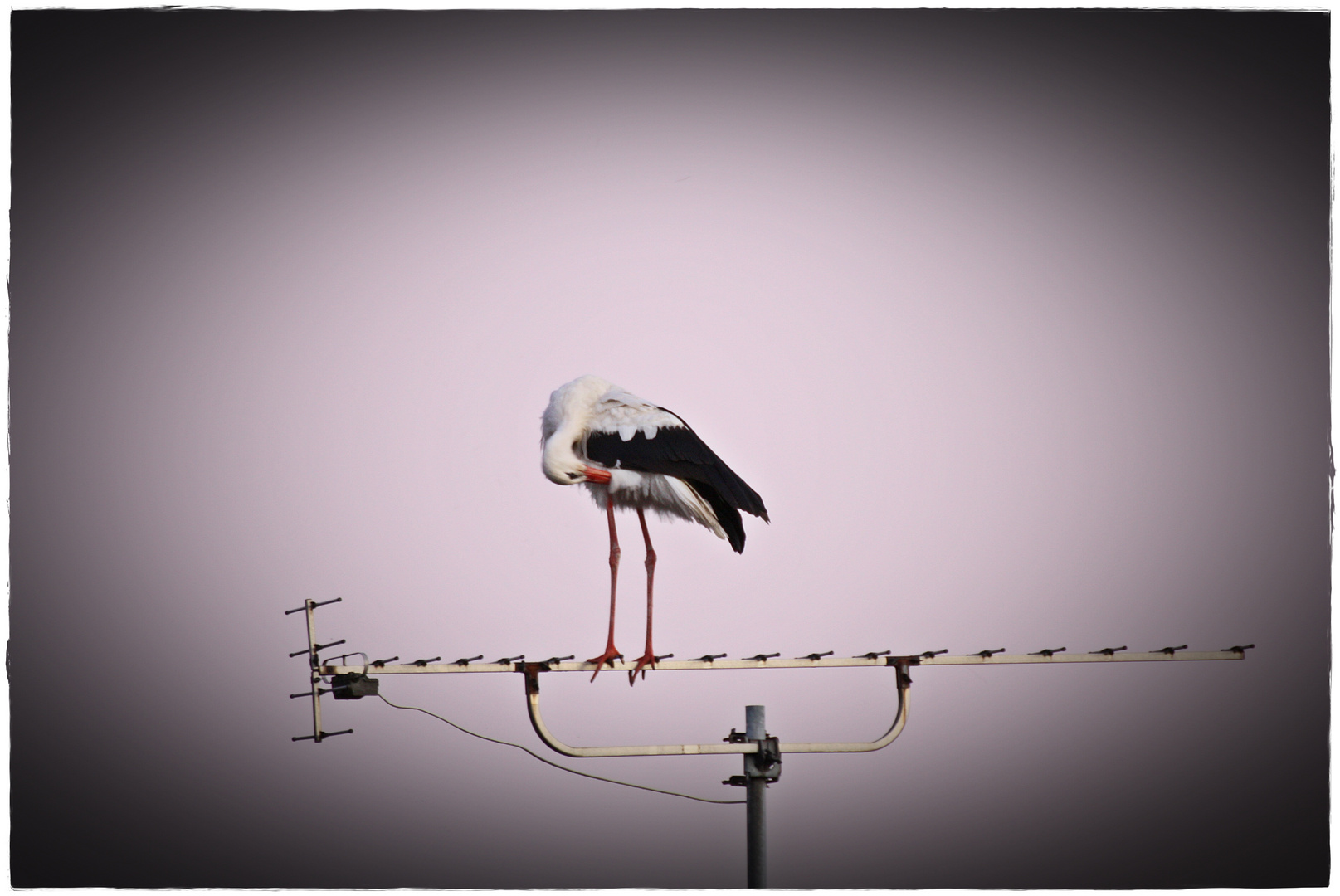 unser Nachbar Storch