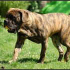 Unser Nachwuchs, Butch, OEB MIX, 10 Mon. ca. 45kg :-)