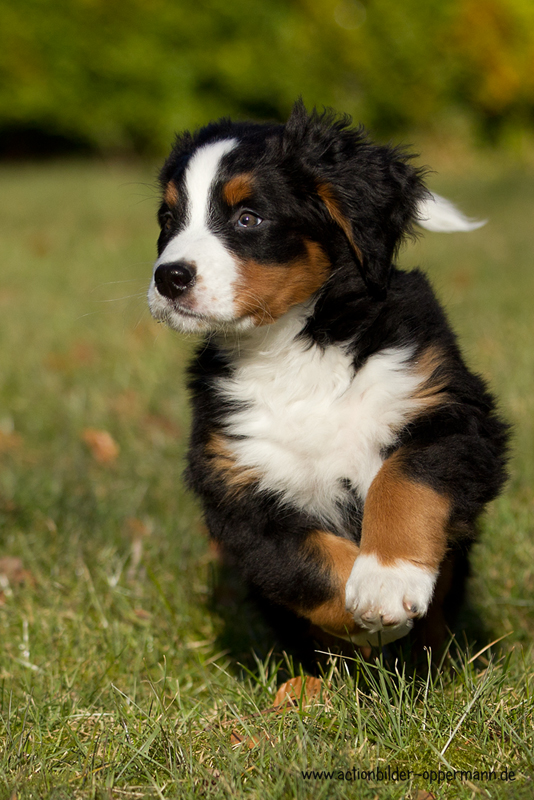 Unser Nachwuchs....Berner Sennhund "Mira" 01