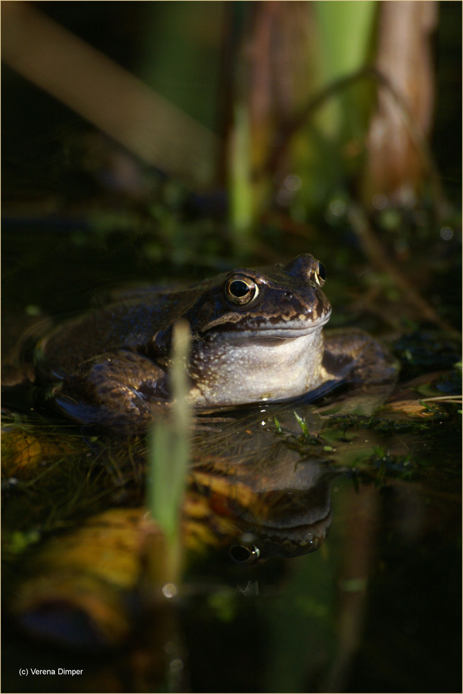 Unser naturnaher Gartenteich ...