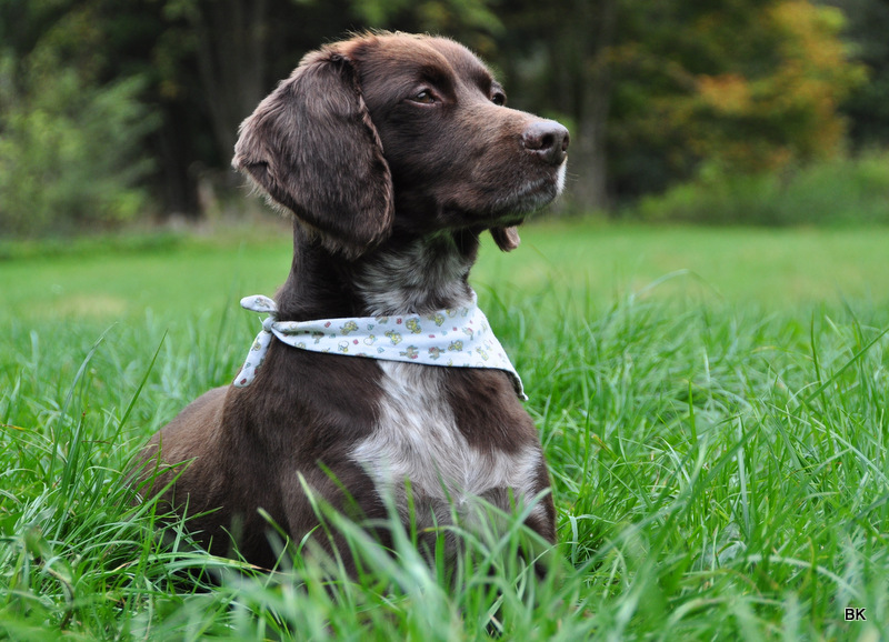 Unser Nero, jetzt im Hundehimmel.