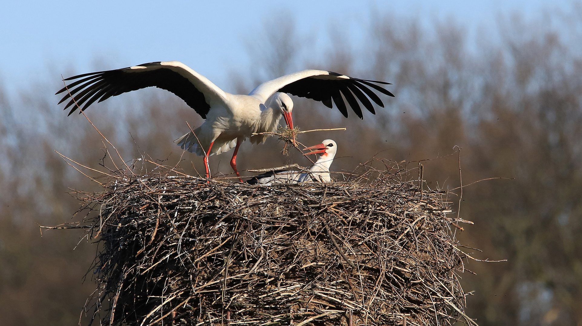 Unser Nest soll noch schöner werden...