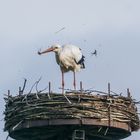 "Unser Nest soll schöner werden"