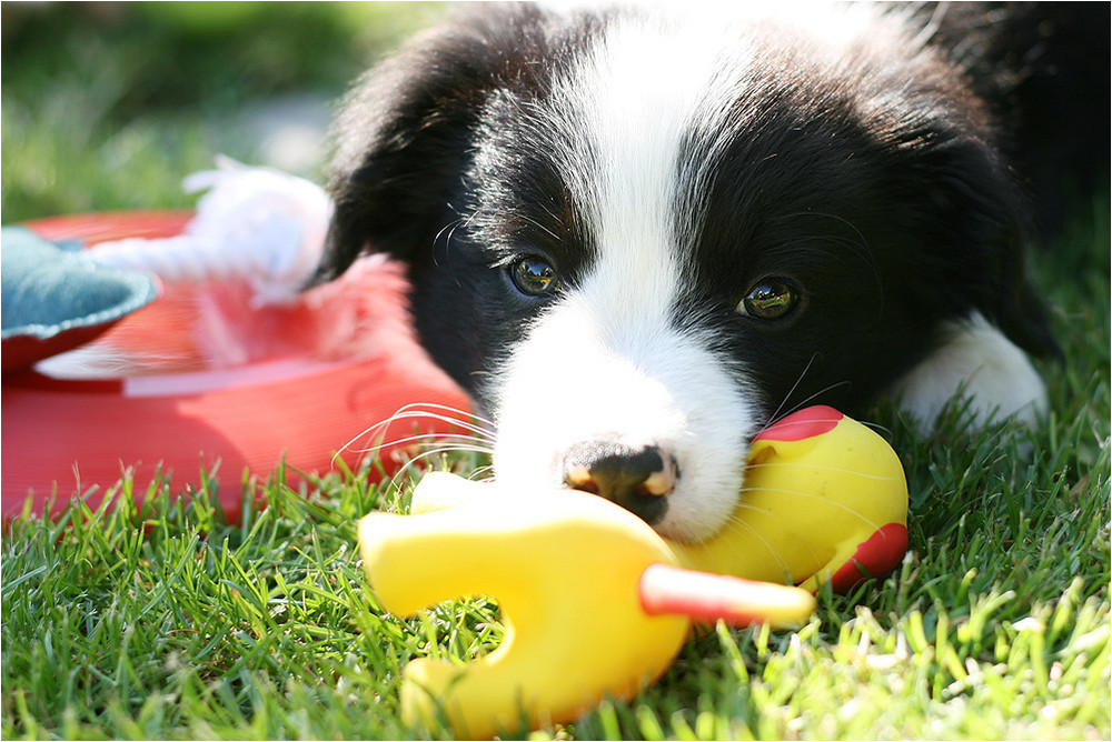 .unser neuer Familienzuwachs Flash.