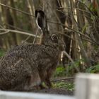 Unser neuer Gartenbewohner....