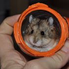 Unser neuer Hamster "Otto"
