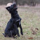 unser Neuer, Merlin der Italiener (3)