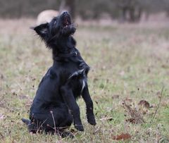 unser Neuer, Merlin der Italiener (3)