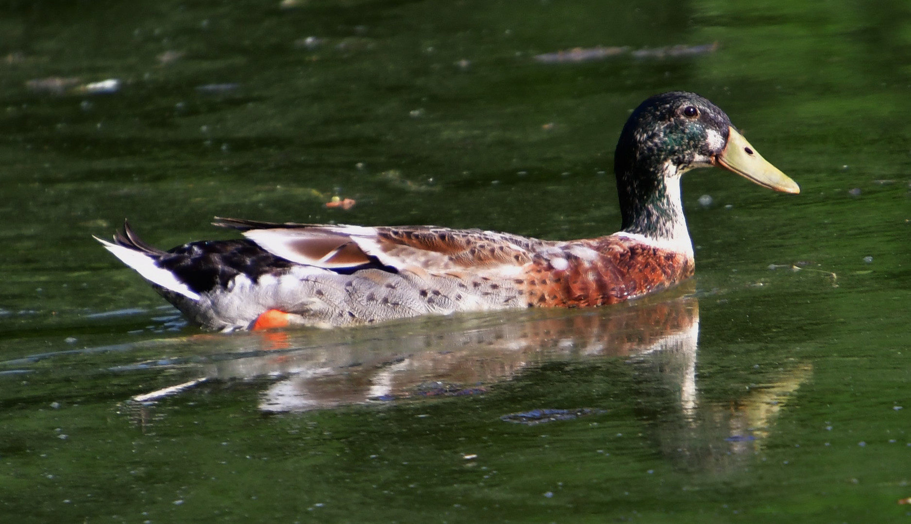 Unser neuer See Bewohner 