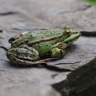 Unser neuer Teichbewohner - Teichfrosch