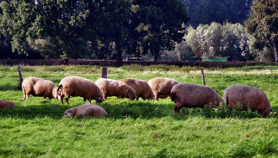 Unser Niederrhein 4