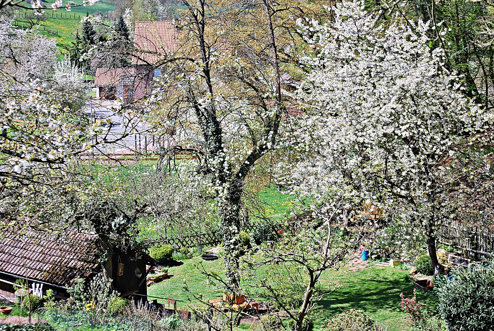 unser Obstgarten...