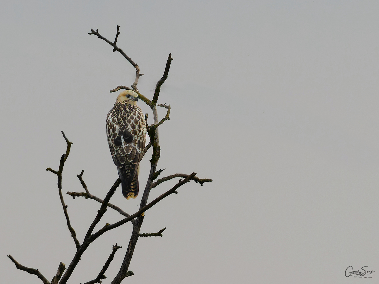 Unser Örtlicher Mini Weisskopf Adler...