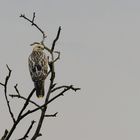 Unser Örtlicher Mini Weisskopf Adler...